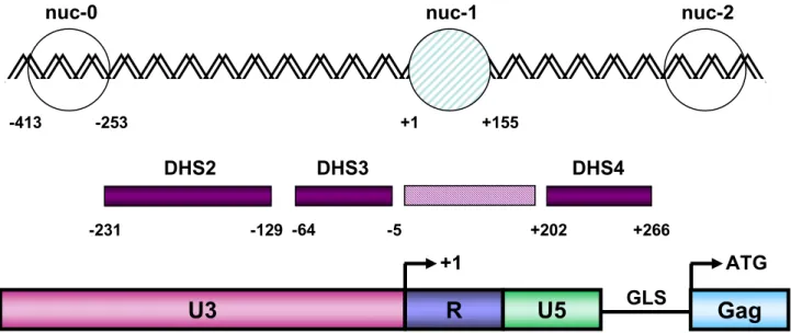 Figure 20. Structure chromatinienne du LTR 5’ du VIH-1.