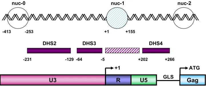 Figure 20. Structure chromatinienne du LTR 5’ du VIH-1.