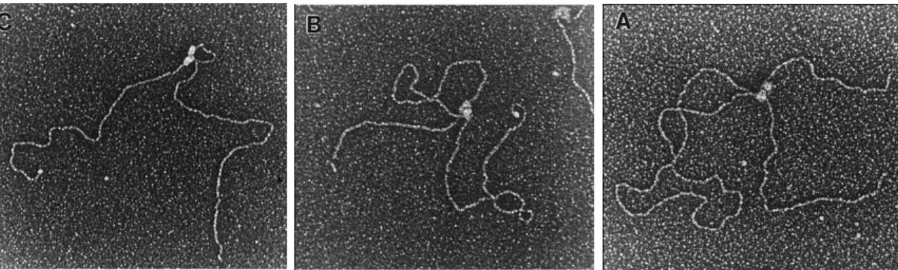 Figure 1.4 - Observation en microscopie électronique des boucles en présence de MutS et après fixation au glutaraldéhyde sur une molécule d’ADN contenant un mésappariement(images tirées de [ 4 ])