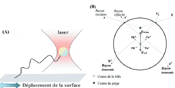 Figure 2.4 - (A) : schéma de principe du piège optique : un faisceau laser piège et tire sur un bille qui a un indice élevé par rapport à l’eau