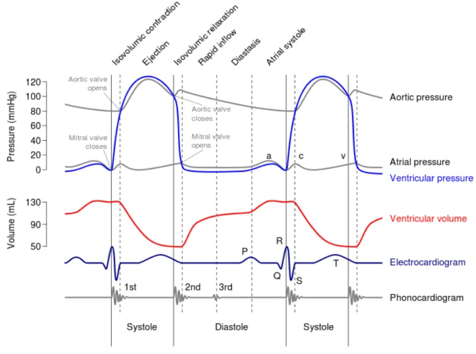 Figure 2.2. Shown is the temporal correlation between the left atrial and ventricular pressures (mm  Hg), aortic pressure (mm Hg), left ventricular volume (mL), surface electrocardiogram (ECG), and  phonocardiogram