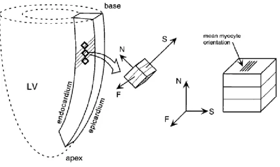 Figure 2.6. Diagram showing  the main directions  along which the  load  is applied to  the tissue  sample during the mechanical tests: the fiber axis (F) which is the direction of the muscle fibers;  the sheet axis (S) which is the direction transverse to