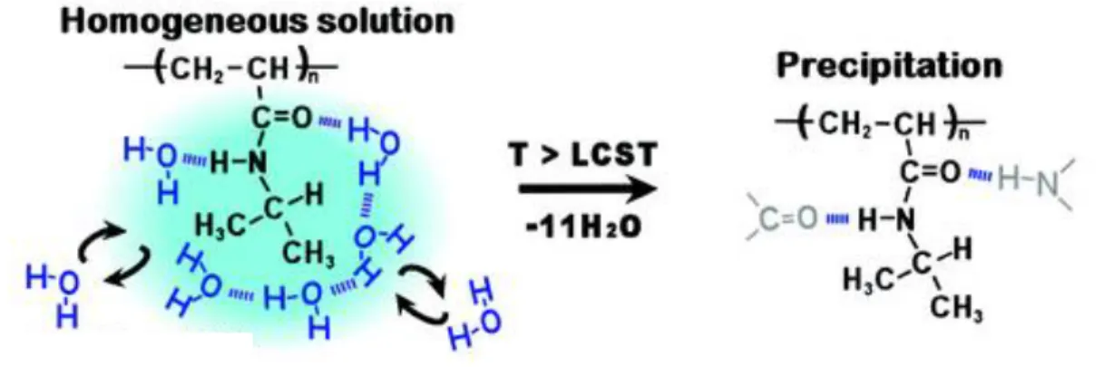 Figure 3.3 : Transition de phase dans la macromolécule de PNIPAam. [30]  Copyright (2006)  American Chemical Society