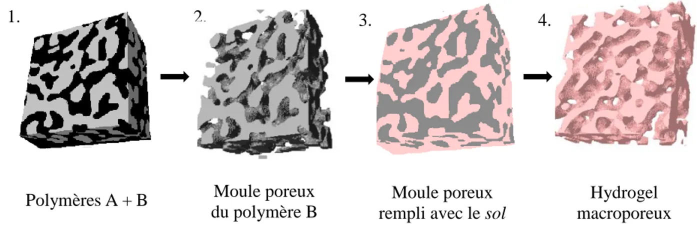 Figure 3.9 : Hydrogel poreux préparé à partir d’un mélange de deux polymères non miscibles  formant une microstructure cocontinue