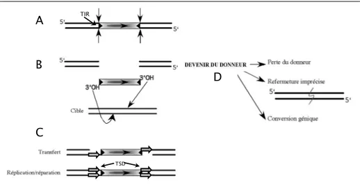 Figure 3. Mécanisme de transposition. 