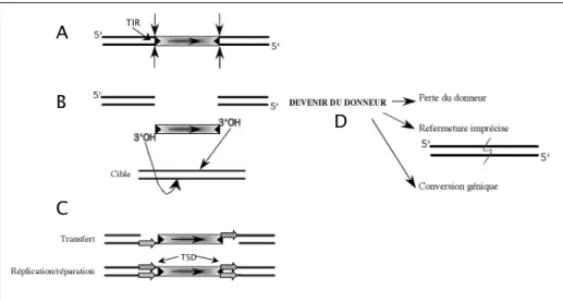 Figure 3. Mécanisme de transposition. 