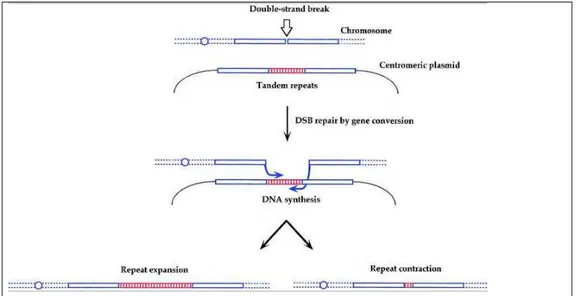 Figure 8. Mécanisme de formation des RT via la conversion génique. 