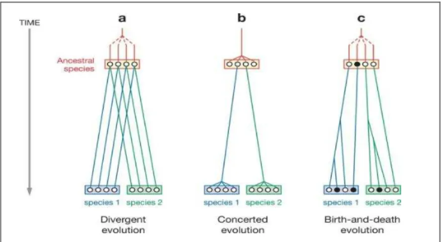 Figure 9. Les trois modèles d’évolution des familles multigéniques. 