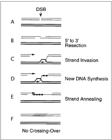 Figure 28. Le modèle SDSA avec formation d’une bulle de migration.  