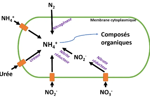 Figure 2.2 : Schéma de l’utilisation des formes d’azote par la cyanobactérie pour synthétiser des  composés  organiques