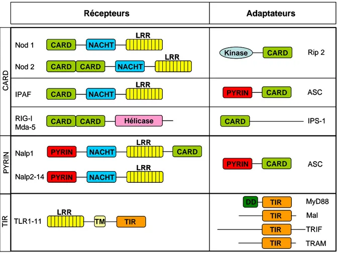 Figure 3 : Représentation schématique des récepteurs de l’immunité innée et des protéines 