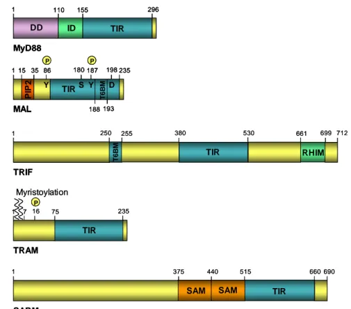 Figure 7 : Représentation schématique des domaines protéiques des adaptateurs à domaine TIR