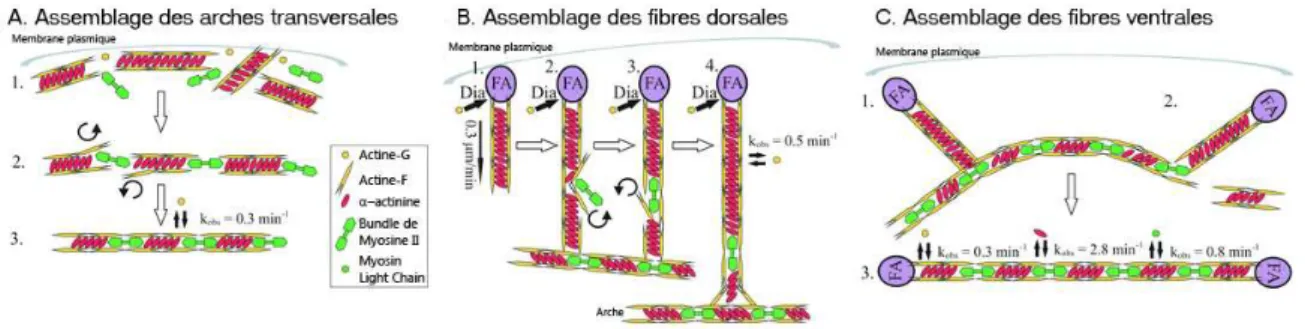 Figure 1.9  A. Arche transversale. Après la réticulation des laments d'actine par l'α- l'α-actinine au niveau de la membrane plasmique (1), ces derniers s'associent entre eux grâce à la myosine-II (2)