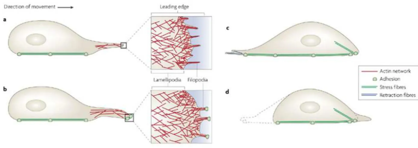 Figure 1.19  Modèle de la migration cellulaire, d'après Mattila et Lappalainen (2008)