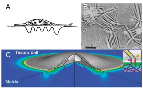 Figure 2.1  A Représentation d'une cellule plissant un lm de silicone par Harris et al
