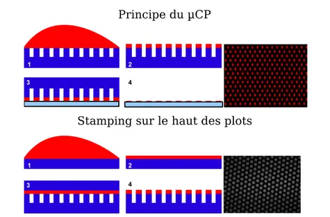 Figure 4.9  Schématisation du tamponnage et résultat en microscopie - en haut, sur lamelle de verre à l'aide d'un tampon texturé (motifs ovales de 2 µm sur 1 µm), en bas sur des plots à l'aide d'un tampon plat (plots de 5 µm de diamètre)