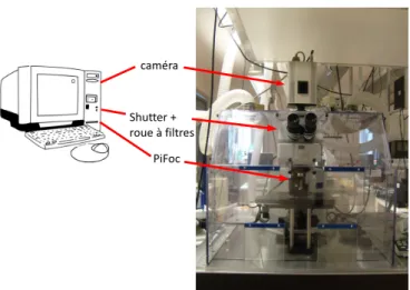 Figure 5.2  Microscope droit employé pour nos expériences. Les appareils pilotés par ordinateur sont également représentés