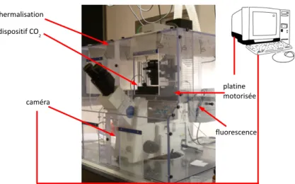 Figure 5.3  Microscope inversé employé pour nos expériences. Les appareils pilotés par ordinateur ou de contrôle (CO 2 ) sont également représentés