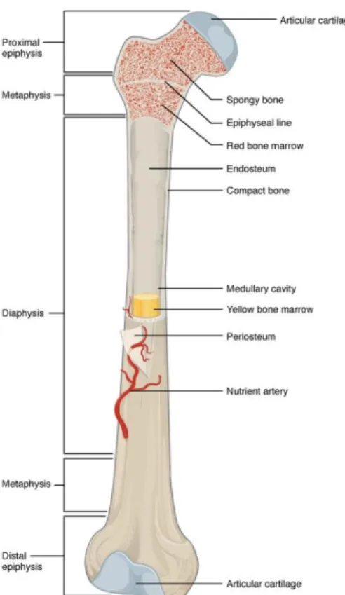 Figure 2.1: Long bone anatomy (OpenStax 2016) 
