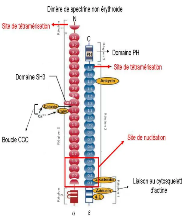 Figure 6 :  Représentation des différents sites et domaines de la spectrine αII/βII (image tirée de  l’article de M.A De Matteis, Jon .S Morrow (2000))