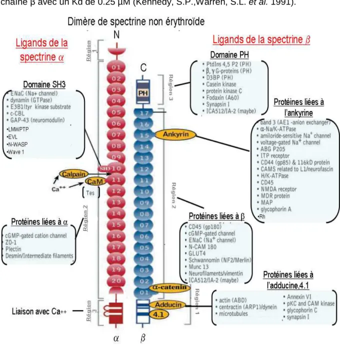 Figure  7 :  Représentation  de  quelques  protéines  interagissant  avec  le  dimère  de  spectrine 