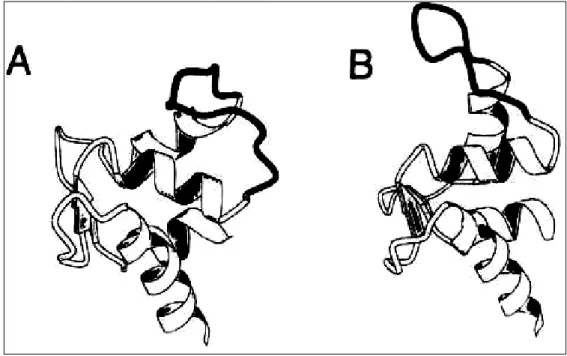 Figure 9 :  Représentation du domaine EF hand de la spectrine (MOLSCRIPT), sans calcium lié 
