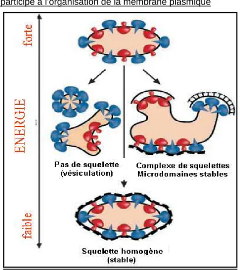 Figure 14 : Représentation du rôle du squelette membranaire dans la forme de la membrane