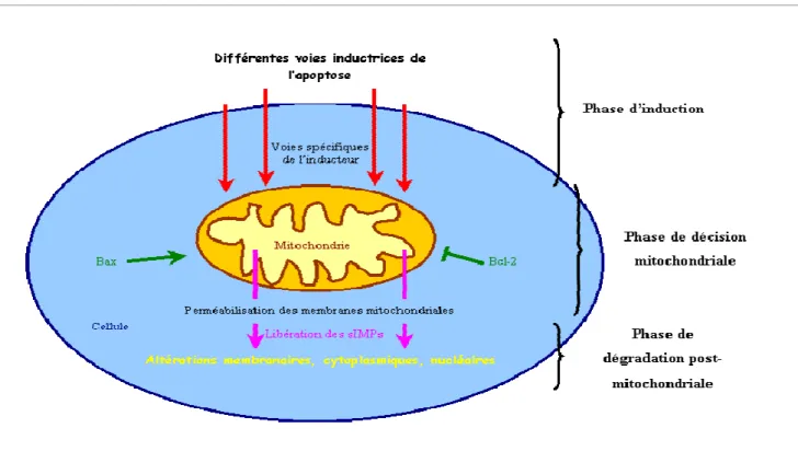 Figure 22 :  Les différentes phases durant le processus de mort cellulaire. Les conséquences des 