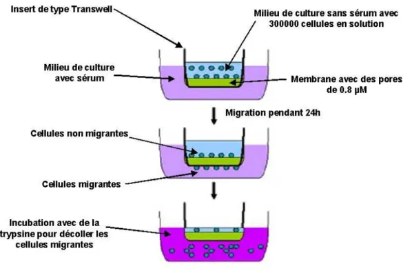 Figure 25  :  Schéma montrant le principe de mesure de la migration cellulaire Image tirée de 