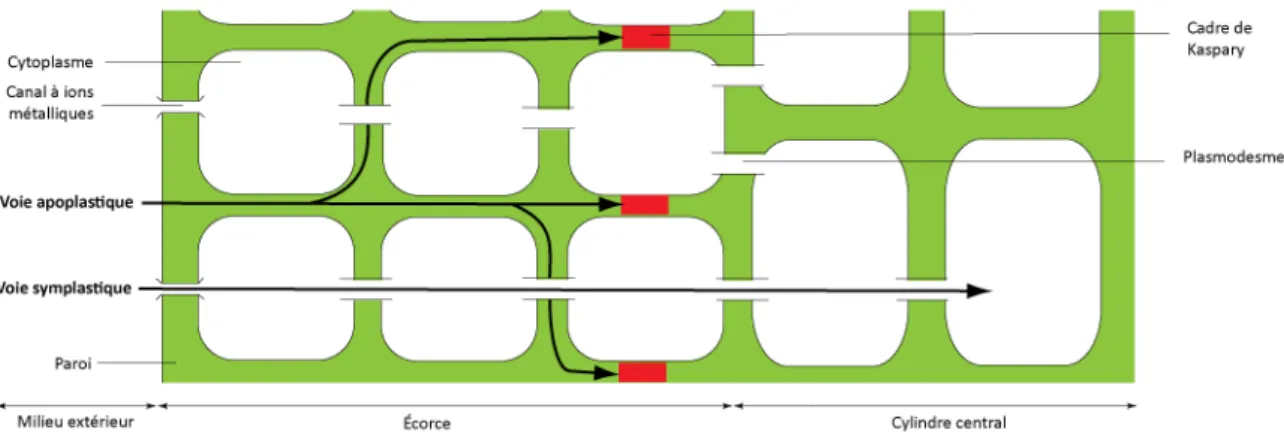 Figure 5 :  Schéma d’une coupe transversale de racine mettant en évidence les voies symplastique et  apoplastique 