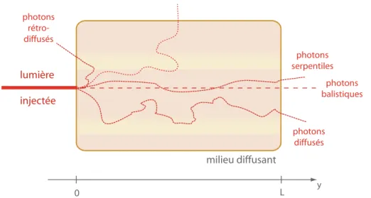 Figure 1.6: Illustration des trois régimes de diffusion dans un milieu diffusant : balistique, serpentile et multi-diffusé.