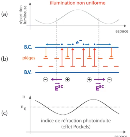 Figure 3.3: Principe de l’effet photoréfractif. Sous une illumination lumineuse non uniforme (a) le mécanisme de photoconduction (b) génère un champ local d’espace E sc qui par effet Pockels engendre une modulation de l’indice de réfraction (c)