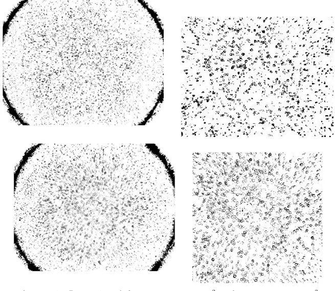 Figure 6.1: (a = 1.17, R e = 140806 ) forçage ε = 1, 12.10 −3 en haut et ε = 2, 3.10 −3 en bas.