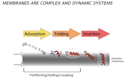 Figure 2.7: Insertion of a peptide in the bilayer showing the partitioning-folding coupling process (Mod- (Mod-ified from (Ulmschneider and Ulmschneider, 2008)