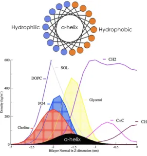 Figure 2.11: Partitioning of an amphipathic helix in the membrane interface (Density profile from a MD simulation)