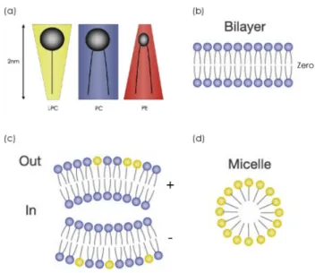 Figure 3.1: 3.1Lipid packing and spontaneous curvature. (a) Different lipid shapes: inversed cone (yellow), cylindric (bleu), conical (red)