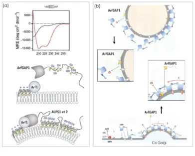 Figure 4.2: Membrane-curvature regulation of traffic by ArfGAP1 modified from Drin (Drin et al., 2009).