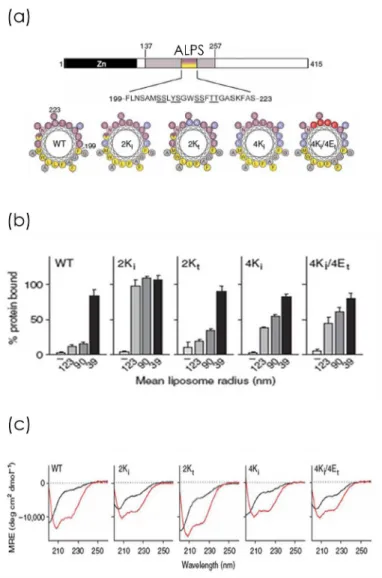 Figure 4.6: Experiments with different mutants of ALPS at the polar face showing (a) ALPS sequence and the wheel diagram of each of the mutants (b) the binding of each mutant to different liposome sizes and (c) the CD spectra of each mutant measured at teh