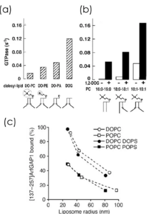 Figure 4.7: Lipid composition and packing affects ALPS binding and therefore ArfGAP1 function (a) GTPase activity of ArfGAP1 as a function of changes in the lipid packing at the level of (a) the polar heads and (b) the acyl chains (changes in degree of sat