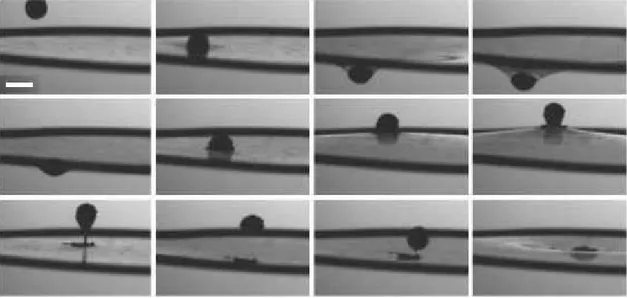 Fig. 4.7 – Chronophotographie du rebond d’une goutte de glycérol enrobée de lycopodes sur