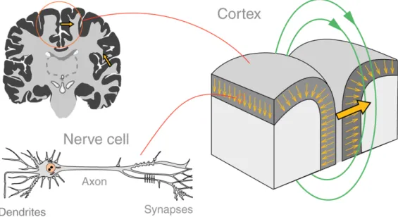 Figure 6: The orientation of pyramidal neurons is normal to the ortex
