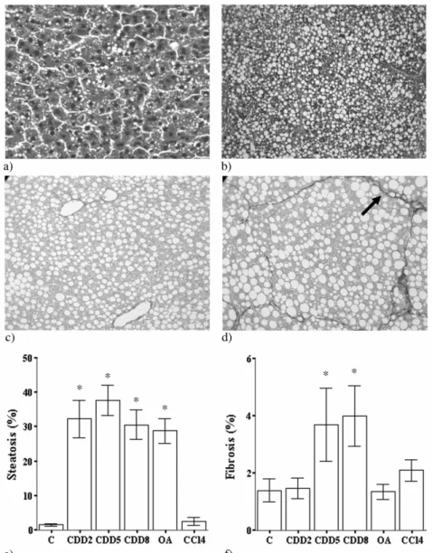 Figure  2.3 :  Exemples  d’images  histologiques  dans  le  foie  de  rats  montrant  une  stéatose  microvésiculaire  (accumulation de lipides) chez les rats nourris à l’acide orotique (image a, x400), une stéatose macrovésiculaire  sévère chez les rats d