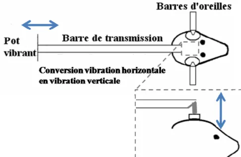 Figure 2.6. Système de vibration utilisé chez la souris à haute fréquence (1000Hz). 