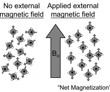 Figure 3.1 Réaction des spins des noyaux d’hydrogène avant et après l’application d’un champ magnétique constant B 0 