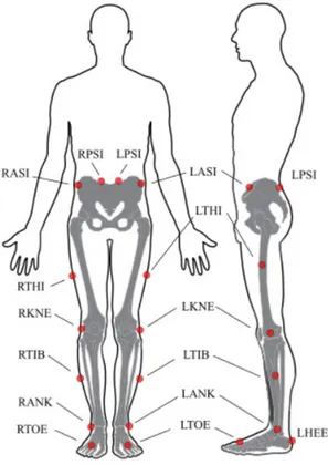 Figure 4.4 : Position des marqueurs pour l’analyse du mouvement des membres inférieurs (image  adaptée de [49])