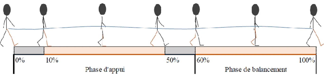 Figure 4.5 : Cycle standard de marche où les phases d’appui et de balancement sont identifiées  (image tiré de [61])