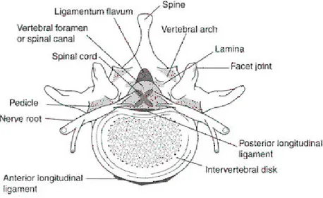 Figure 1-2 : Vue axiale de la structure du rachis. Image produite par le NIAMS. 