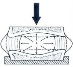 Figure 1-5 : Schématisation de la réponse à la compression d’un disque intervertébral