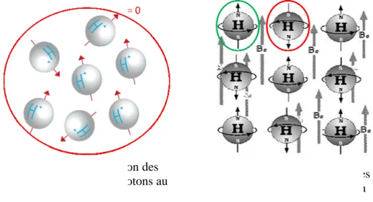 Figure 1-12 : Orientation des  axes magnétiques des protons au 