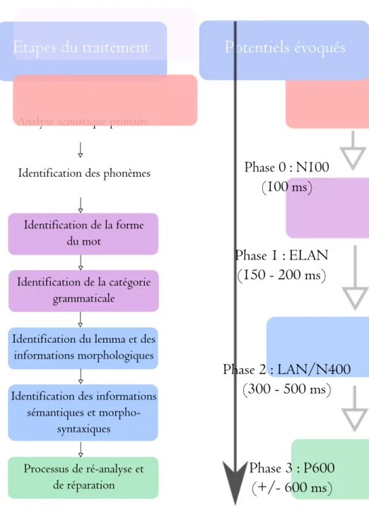 Figure 4.1  Modèle de traitement auditif du langage d'après Friederici ( 2002 )